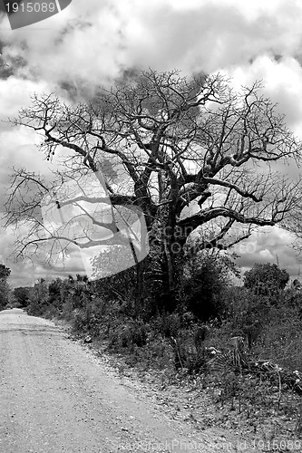 Image of Baobab tree