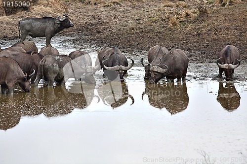 Image of Wild African Buffalo