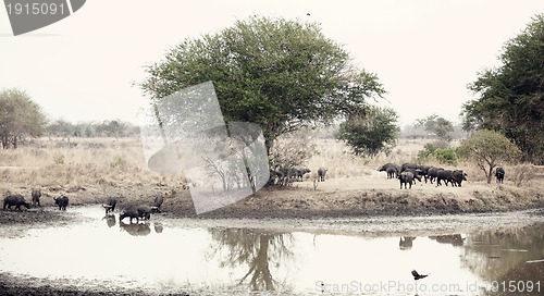 Image of Wild African Buffalo