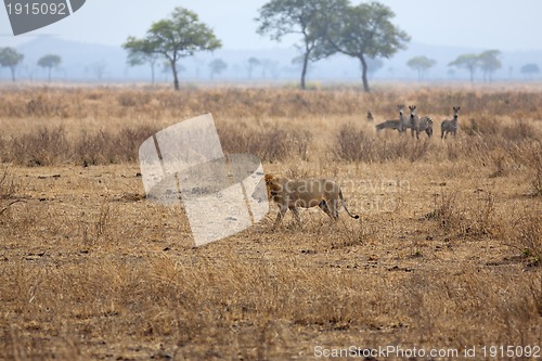 Image of Wild lion