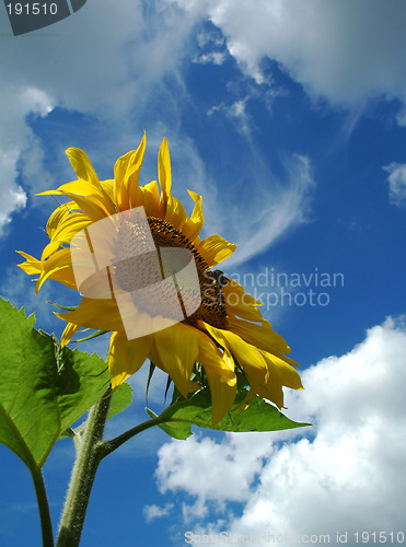 Image of The sunflower.