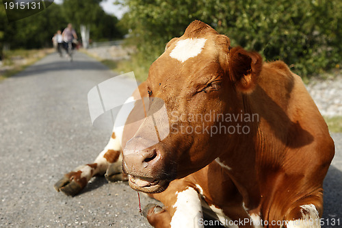 Image of Cow on the road