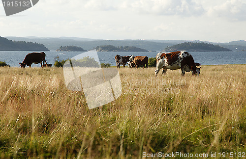 Image of Cows on pasture.