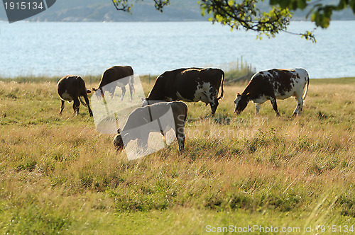 Image of Cows on pasture.
