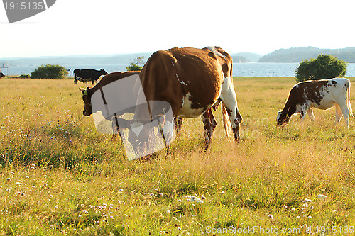 Image of Cows on pasture.