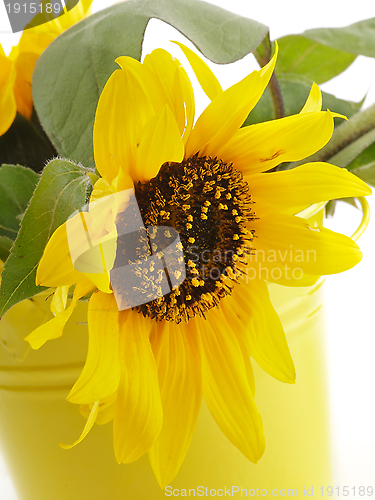 Image of Sunflower in Yellow Bucket