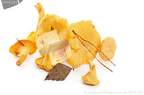 Image of Raw Chanterelles