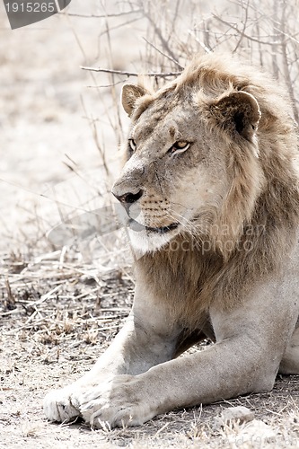 Image of Wild lion