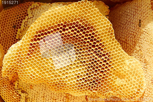 Image of Honeycomb pieces in bright sunlight