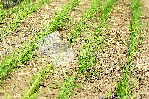 Image of Rows of young wheat 