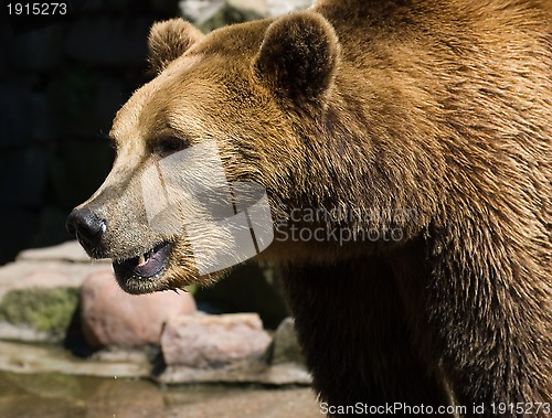 Image of brown bear