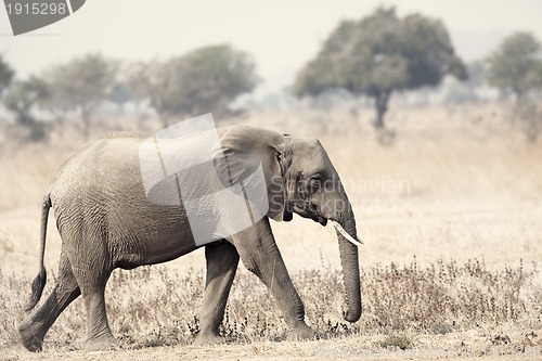 Image of Wild Elephant