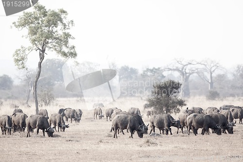 Image of Wild African Buffalo