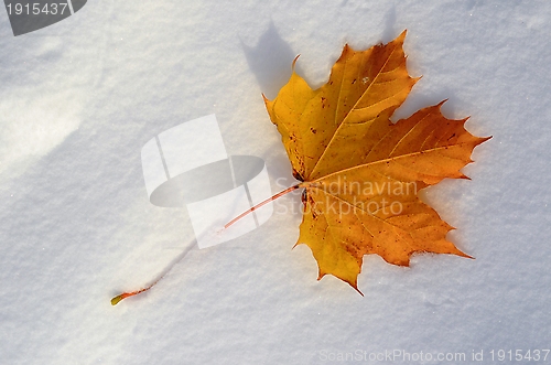 Image of Maple leaf on white snow