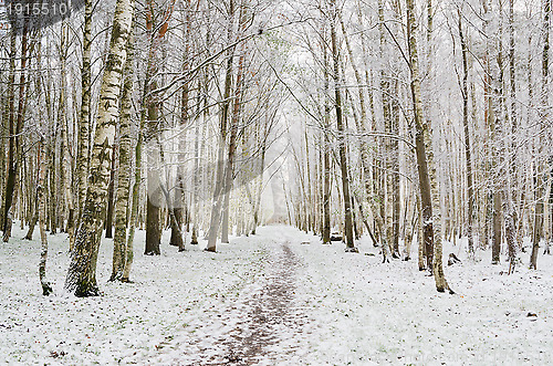 Image of Alley in the Park later in the autumn. First snow 