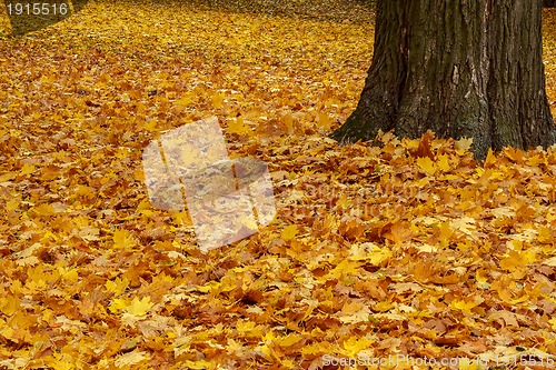 Image of autumn color leaves on ground  in park