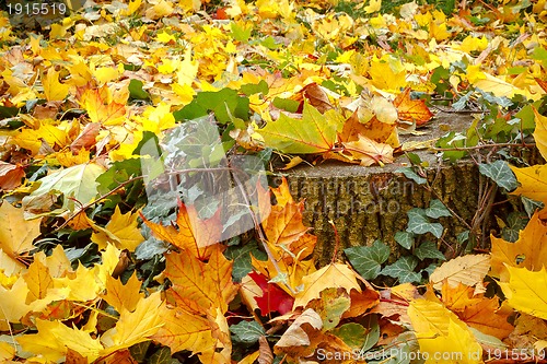 Image of orange red and green leaves and stump 