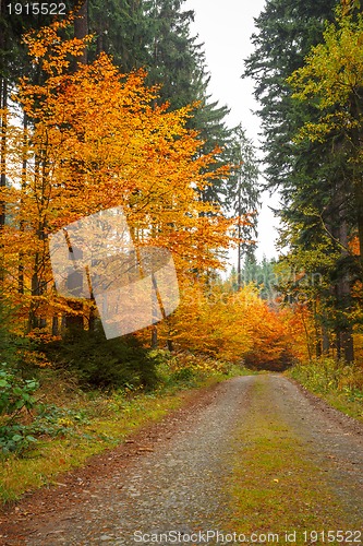 Image of autumn road in forrest