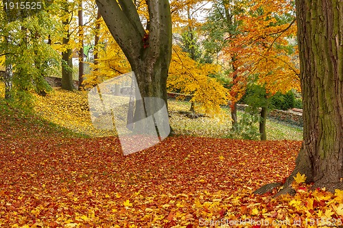 Image of autumn colors in park