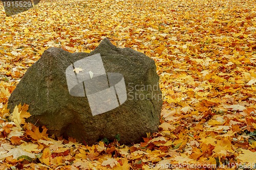 Image of orange red and green leaves and boulder