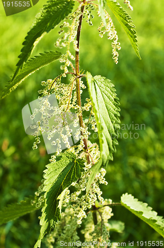 Image of stinging-nettle with seeds