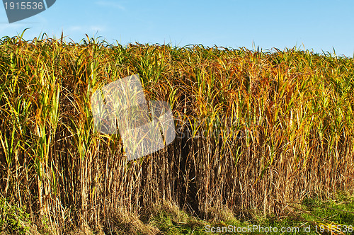 Image of switch grass in golden evening sun