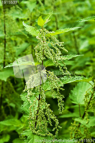 Image of stinging-nettle