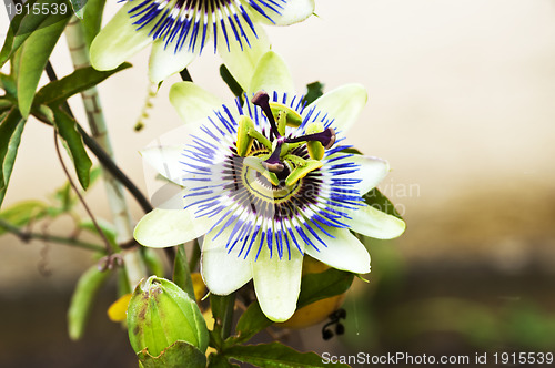 Image of passion flower