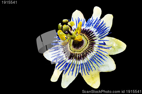Image of passion flower