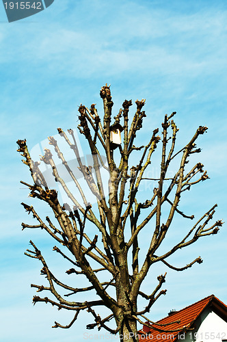 Image of bird house with tenement