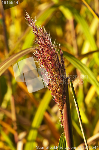 Image of switch grass with flower