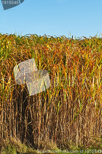 Image of switch grass in golden evening sun