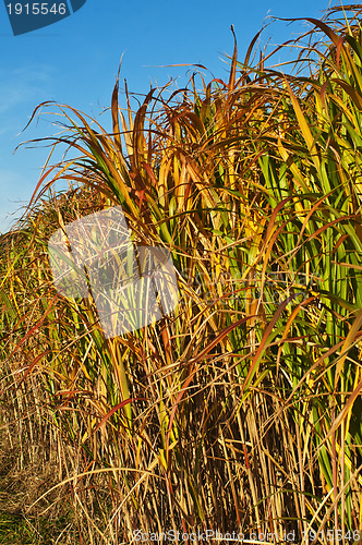 Image of switch grass in golden evening sun