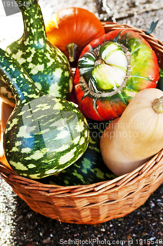 Image of squash for decoration