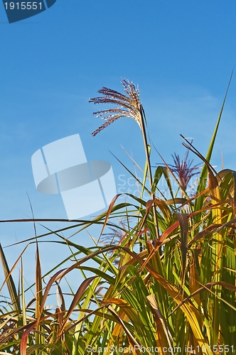 Image of switch grass with flower