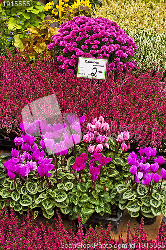 Image of offer of garden flowers for autumn
