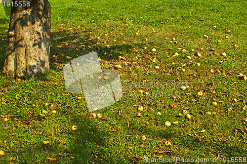 Image of fallen apples