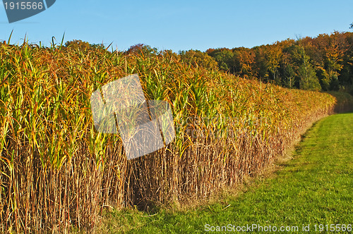 Image of switch grass in golden evening sun