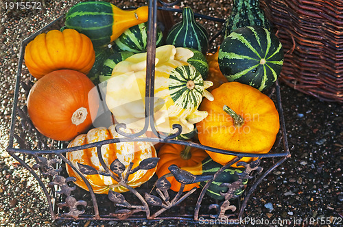 Image of squash for decoration