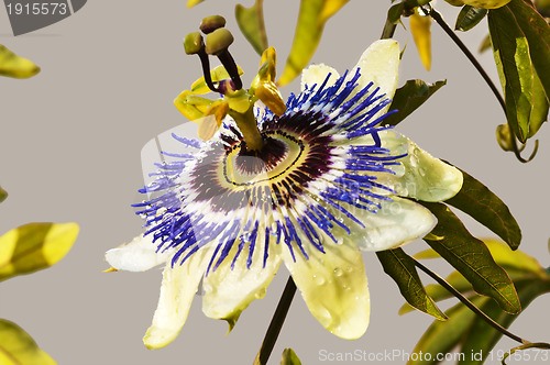 Image of passion flower