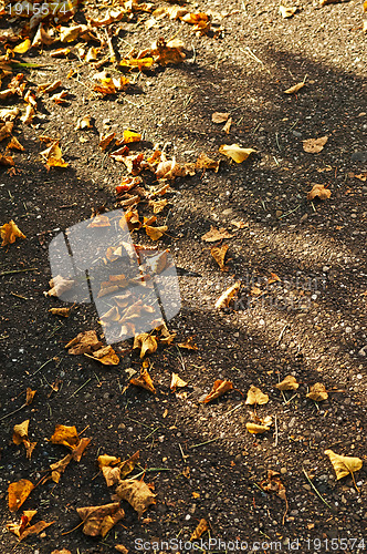 Image of leaves in autumn