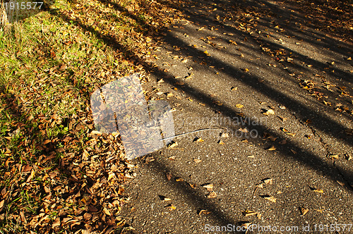 Image of leaves in autumn