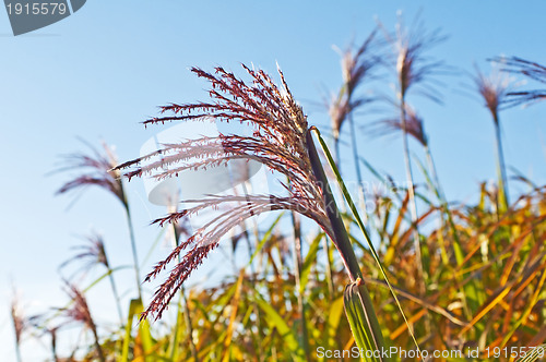 Image of switch grass with flower