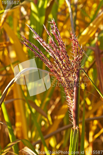 Image of switch grass with flower