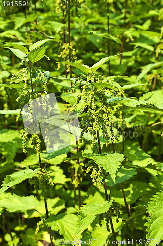 Image of stinging-nettle