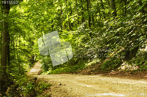 Image of way in a forest