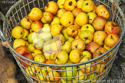 Image of apples for apple juice