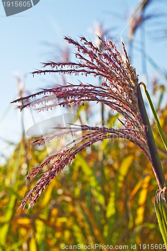 Image of switch grass with flower