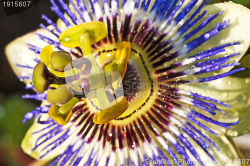 Image of passion flower