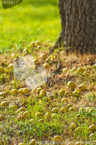 Image of fallen apples